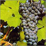 Barbera grapes