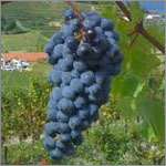 Cabernet Franc grapes