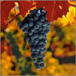 Cabernet Sauvignon grapes