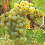 Chardonnay grapes