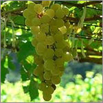 Chenin Blanc grapes