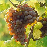 Gewurtztraminer grapes