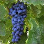 Grenache grapes