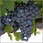 Malbec grapes