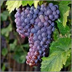 Merlot grapes