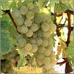 Moscato grapes