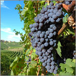 Nebbiolo grapes