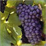 Pinotage grapes