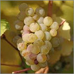 Riesling grapes