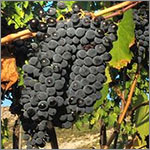 Sangiovese grapes