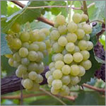 Sauvignon Blanc grapes