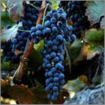 Shiraz grapes