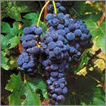 Tempranillo grapes