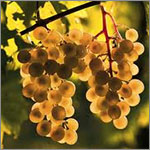 Viognier grapes