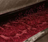 pressing_red_grapes