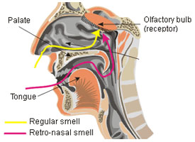 smell sensory diagram