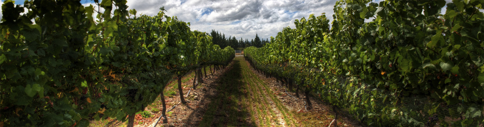 wines and winemaking header