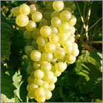 Muller Thurgau grapes