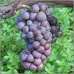 Pinot Gris grapes