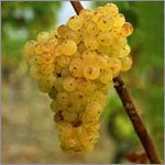 Semillon grapes
