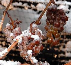 frozen_grapes_for_ice_wine