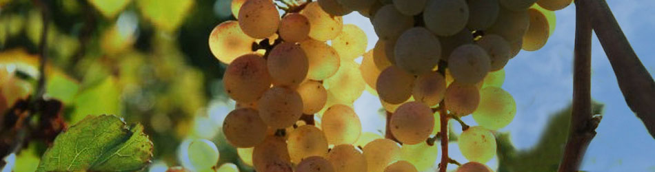 white grape varieties